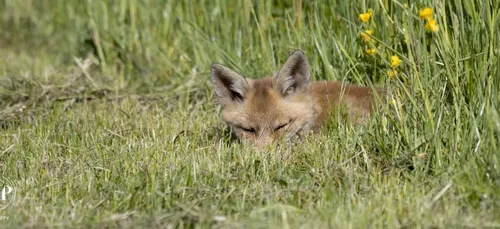 Le renardeau s'endort aux pieds du photographe