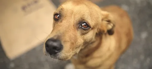 Triste record d'abandons des animaux pour l'été 2021