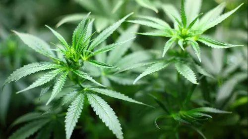 Des plants de cannabis découverts après un incendie