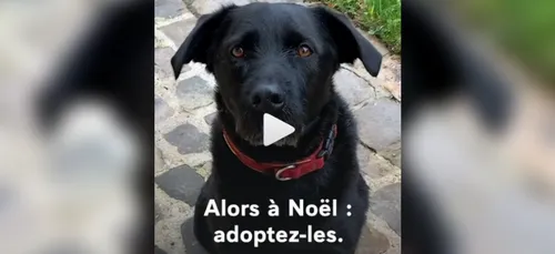 Nemo, le chien des Macron, sensibilise à l'adoption dans une vidéo...