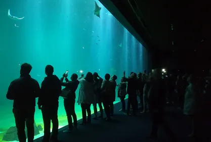 Le bel été de Nausicaà lui permet d'atteindre en 8 mois son...