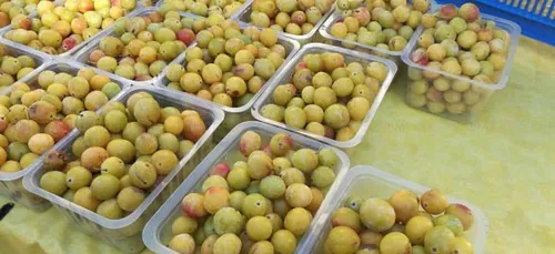 400 postes à pourvoir pour la récolte des mirabelles