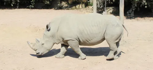 Zoo d'Amnéville : un rhinocéros blanc part pour l'Angleterre