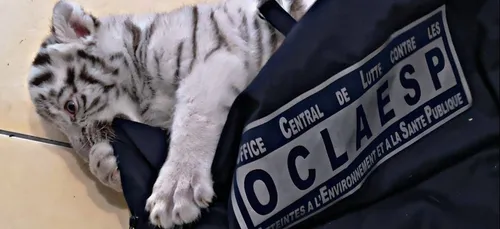 Lorraine : Un mosellan détenait un bébé tigre blanc