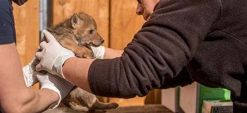 Des coyotes sont nés dans le Parc Animalier de Sainte-Croix