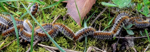 Alerte aux chenilles processionnaire en lorraine