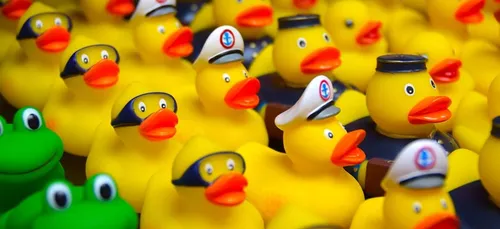 Pont-A-Mousson : un course de canards ce dimanche 25 août