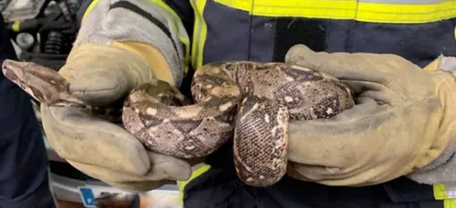 Metz :  Un boa constrictor retrouvé dans une voiture