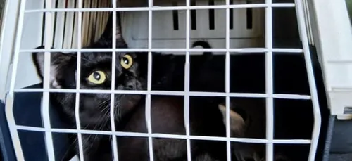 Metz : Une quarantaine de chats retrouvés dans un appartement