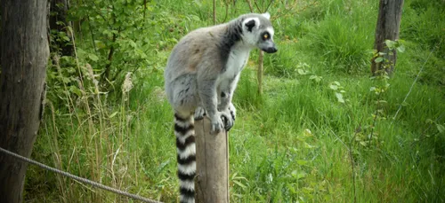 Sainte-Croix élu meilleur « Zoo et Parc Animalier » de France