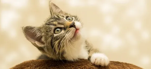 SPA: une dérogation pour adopter des animaux pendant le confinement