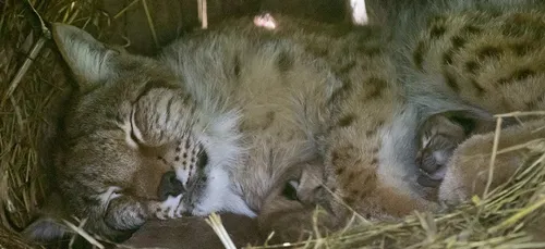 Lorraine: trois chatons de Lynx sont nés au Parc Animalier de...