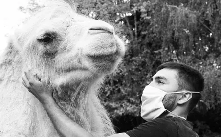 Zoo d'Amnéville : disparition inattendue d'une chamelle âgée de 10 ans