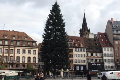 INSOLITE | Ça sent le sapin pour le grand sapin de Strasbourg !