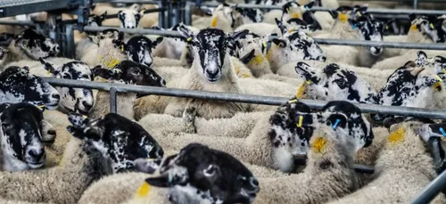 AÏD EL-KEBIR | Des moutons non-déclarés retrouvés chez un éleveur...