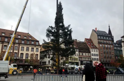 NOËL | Jour-J pour le grand sapin de Strasbourg