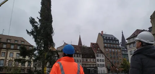 EN IMAGES | Le grand sapin de Strasbourg retrouve la place Kléber !
