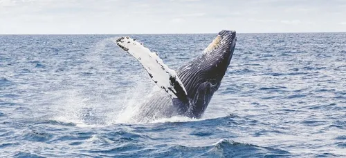 Une baleine nage trop près d'elle, elle appelle la police ! (vidéo)