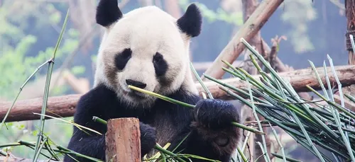 Le ZooParc de Beauval à nouveau récompensé pour ses pandas !