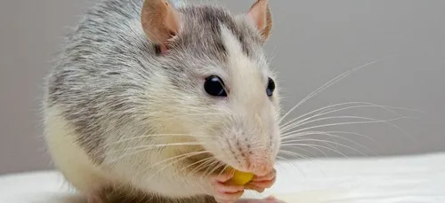 Ce gros rat sauvé par des pompiers émeut la toile (Vidéo)