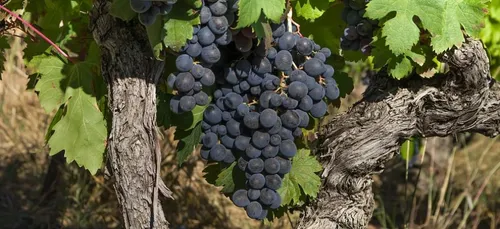 Et si on parrainait un vigneron contre une bouteille à son nom ?