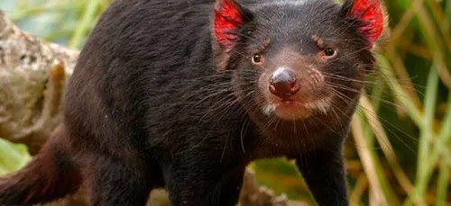 Les diables de Tasmanie débarquent au zoo de Beauval !