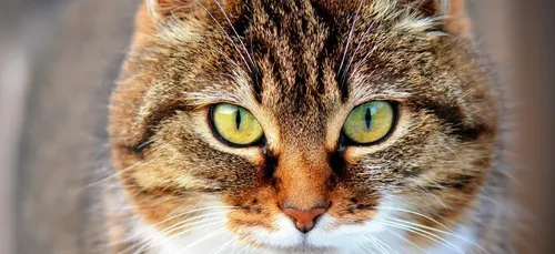 Le plus gros chat du monde mesure 1m20 pour 15kg (photos)
