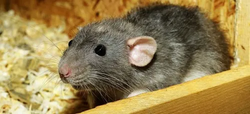 Un bar à rats vient d’ouvrir ses portes (Vidéo)