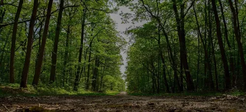 L’ONF interdit temporairement la circulation en forêt domaniale...