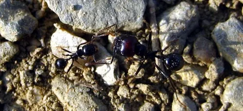 Orléans : le muséum pour la biodiversité va accueillir 10.000 fourmis
