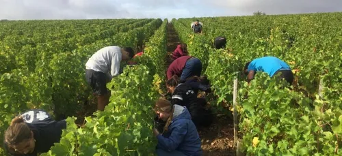 Visite et dégustation : on a testé les vendanges à Menetou-Salon...