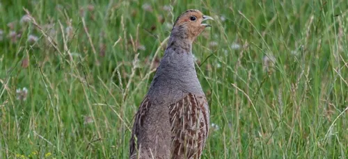 Un foyer de grippe aviaire détecté dans le Loir-et-Cher