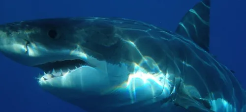 Un grand requin blanc sème la panique parmi un groupe de plongeurs...