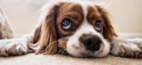 Quel est l’âge humain de votre chien ? Une nouvelle méthode de...