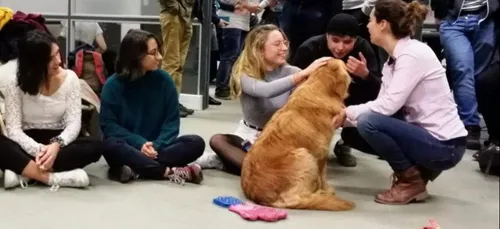 Diminuer le stress grâce aux animaux à l’université d’Angers
