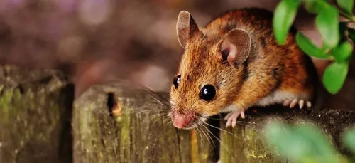 Un enfant de 2 ans recrache une tête de souris trouvée dans son...