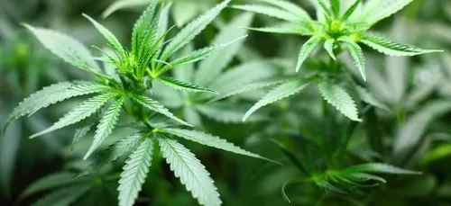 Un homme arrêté car il offrait gratuitement du cannabis dans la rue...