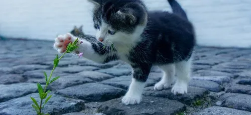 Plus besoin de litière : voici le premier chat bionique (vidéo)