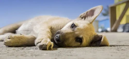 Filmée par une caméra de surveillance, elle abandonne son chien sur...