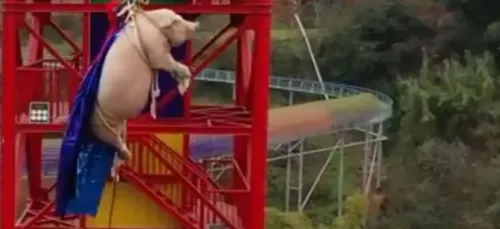 Polémique : un parc d’attraction fait sauter à l’élastique un...