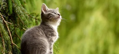 Indre : un chat découvert dans un camion parti d’Espagne