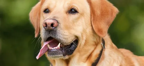 Elle retrouve son chien grâce à une publicité sur une bière (photo)