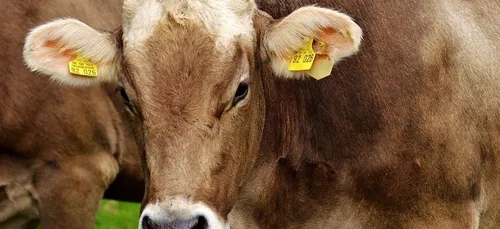 Maine-et-Loire : 315 bovins maltraités retirés d’une exploitation...