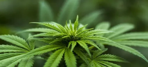 Loiret : des migrants employés dans des fermes de cannabis