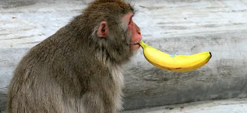 Une énorme bagarre de singes éclate dans la rue pour une banane !...