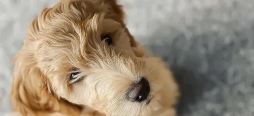 Il trouve un message déchirant attaché au collier d’un chien...