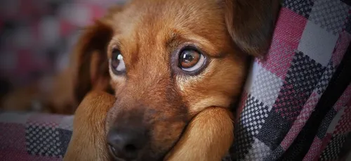 Déconfinement : les chiens peuvent être sujets à des angoisses