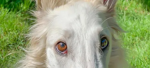 Ce chien fait le tour de la toile à cause de la taille de son...