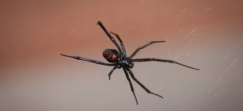 Des enfants se laissent mordre par une araignée dangereuse pour...