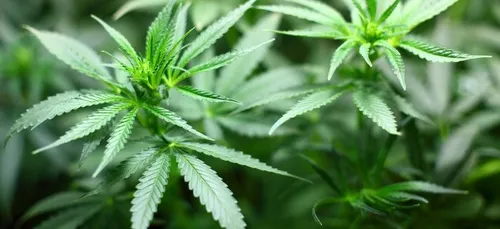 Il organise un drive de drogue devant chez sa mère